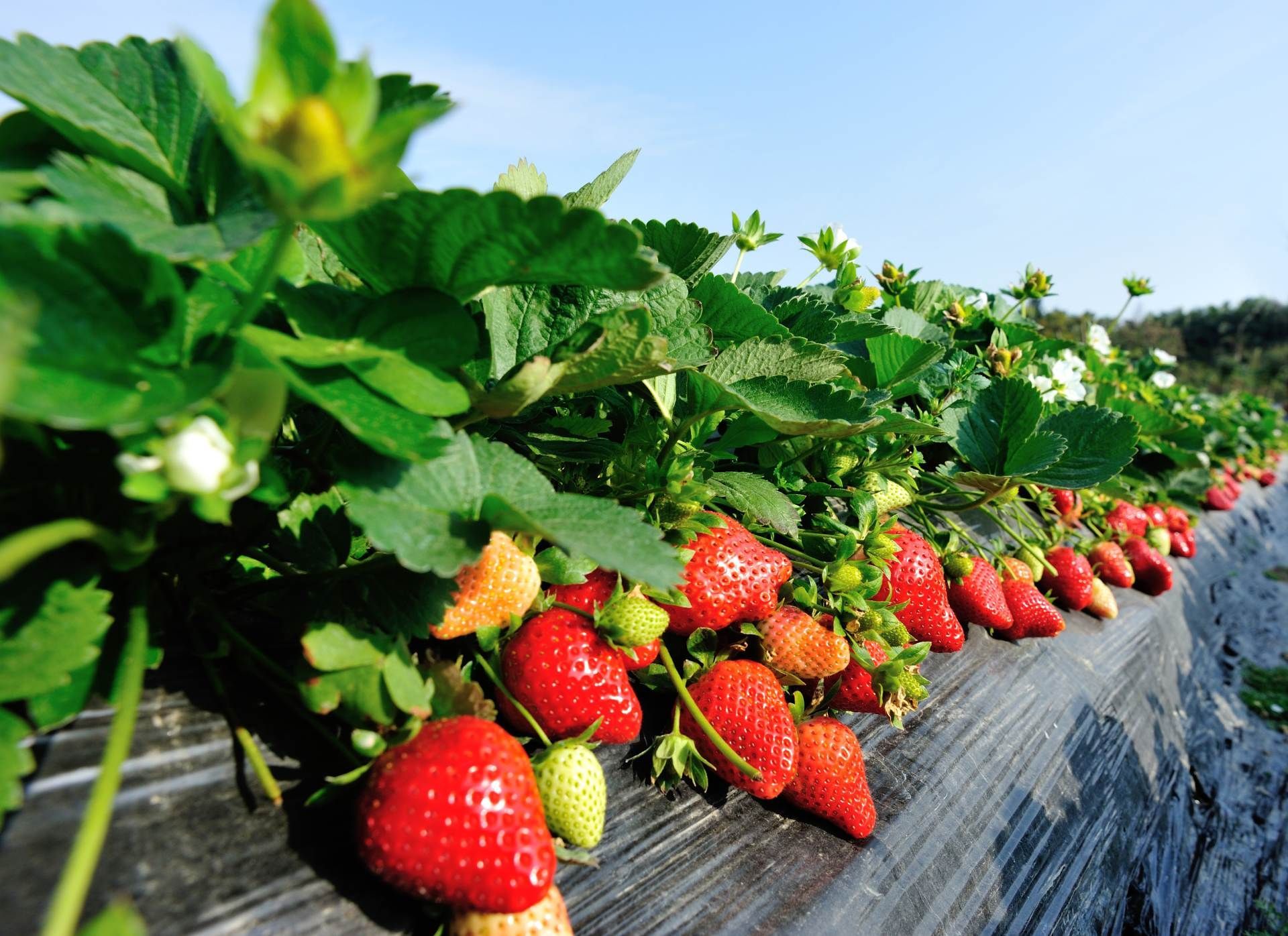 Isotalon tila - Merimasku